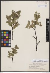 Foto von Salix borealis Fr. x Salix myrsinites L.
